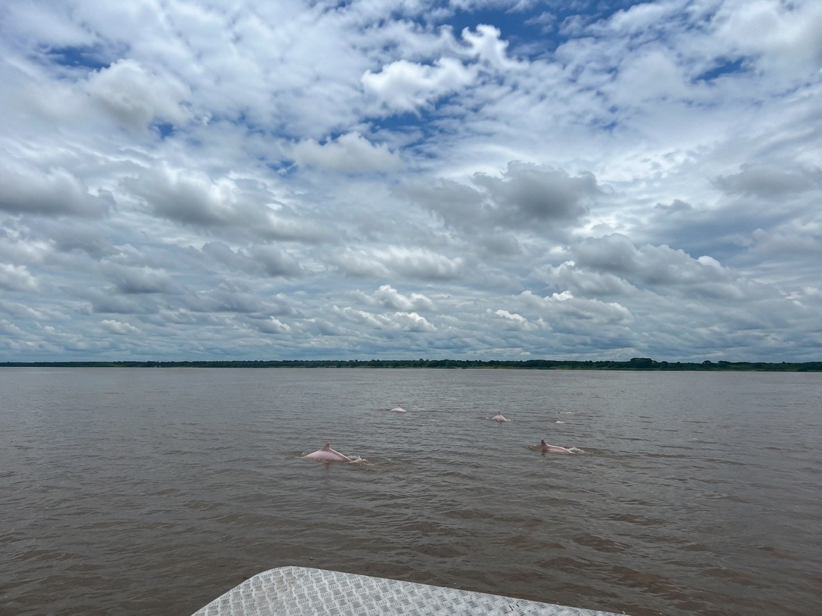 Delfines rosados asomándose sobre las aguas del río Amazonas bajo un cielo nublado