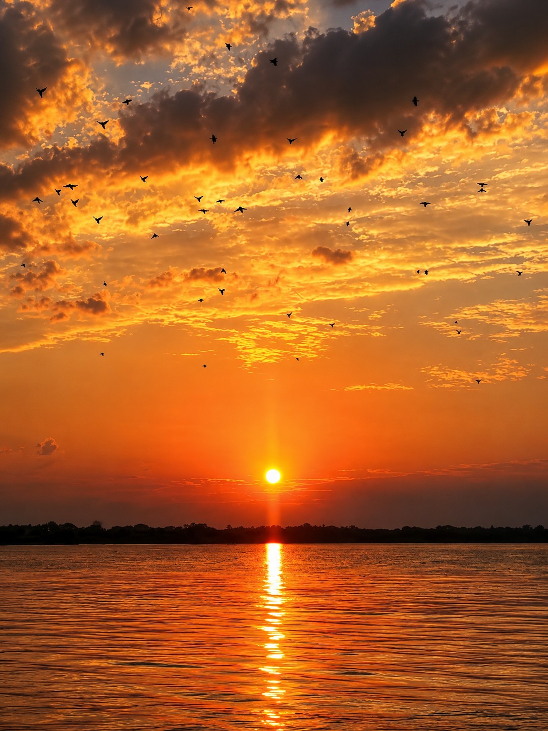 Atardecer dorado sobre el río Amazonas con aves volando entre nubes iluminadas por el sol